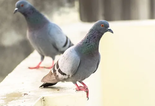 Pigeon Control Solutions